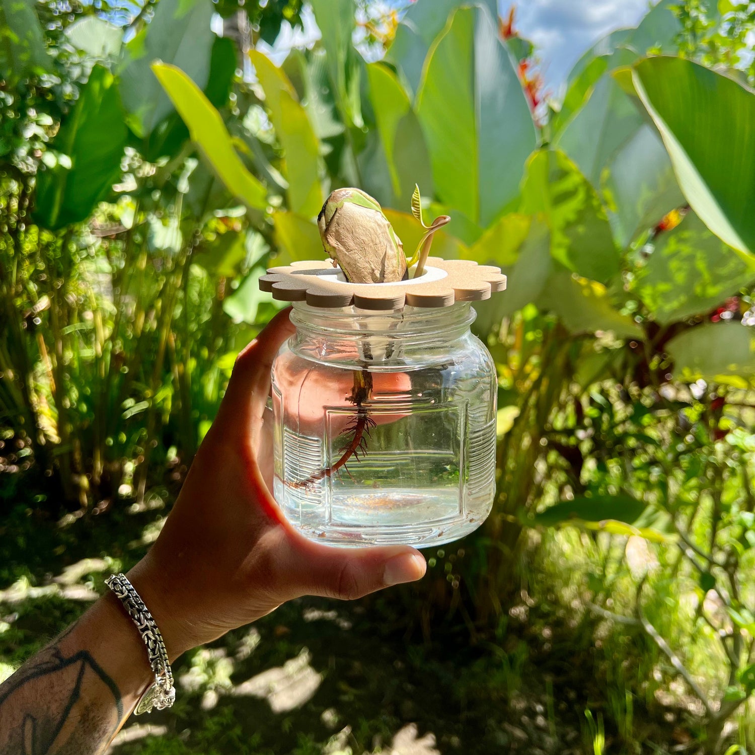 Mason Jar Sprouting & Propagation