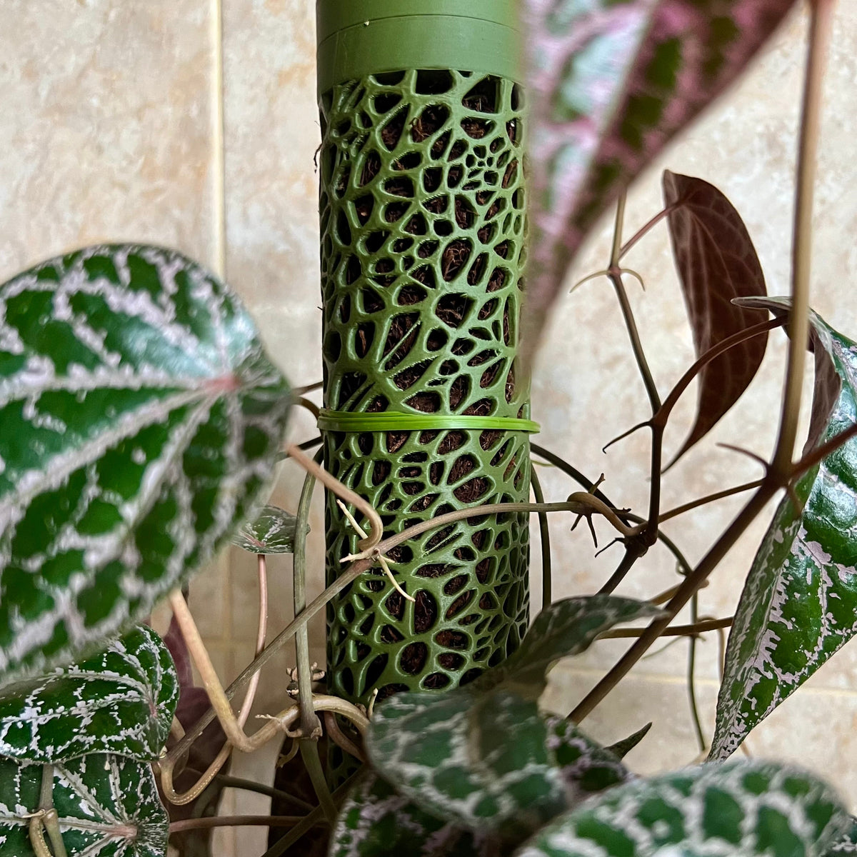 苔藓杆