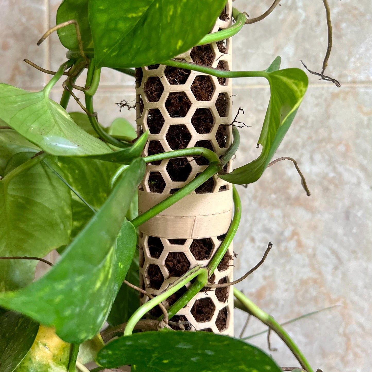 Close up of a honeycomb moss pole with climbing plant leaves, showing the open lattice structure for plant attachment