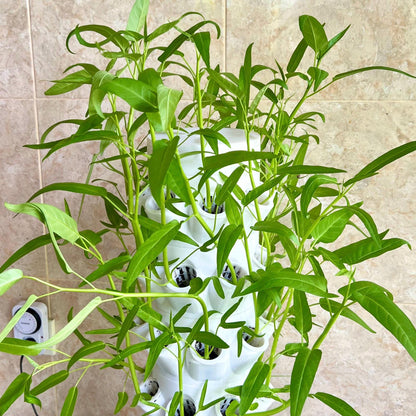 Healthy leafy greens growing in a vertical hydroponic tower system, showcasing space saving indoor and outdoor food growing