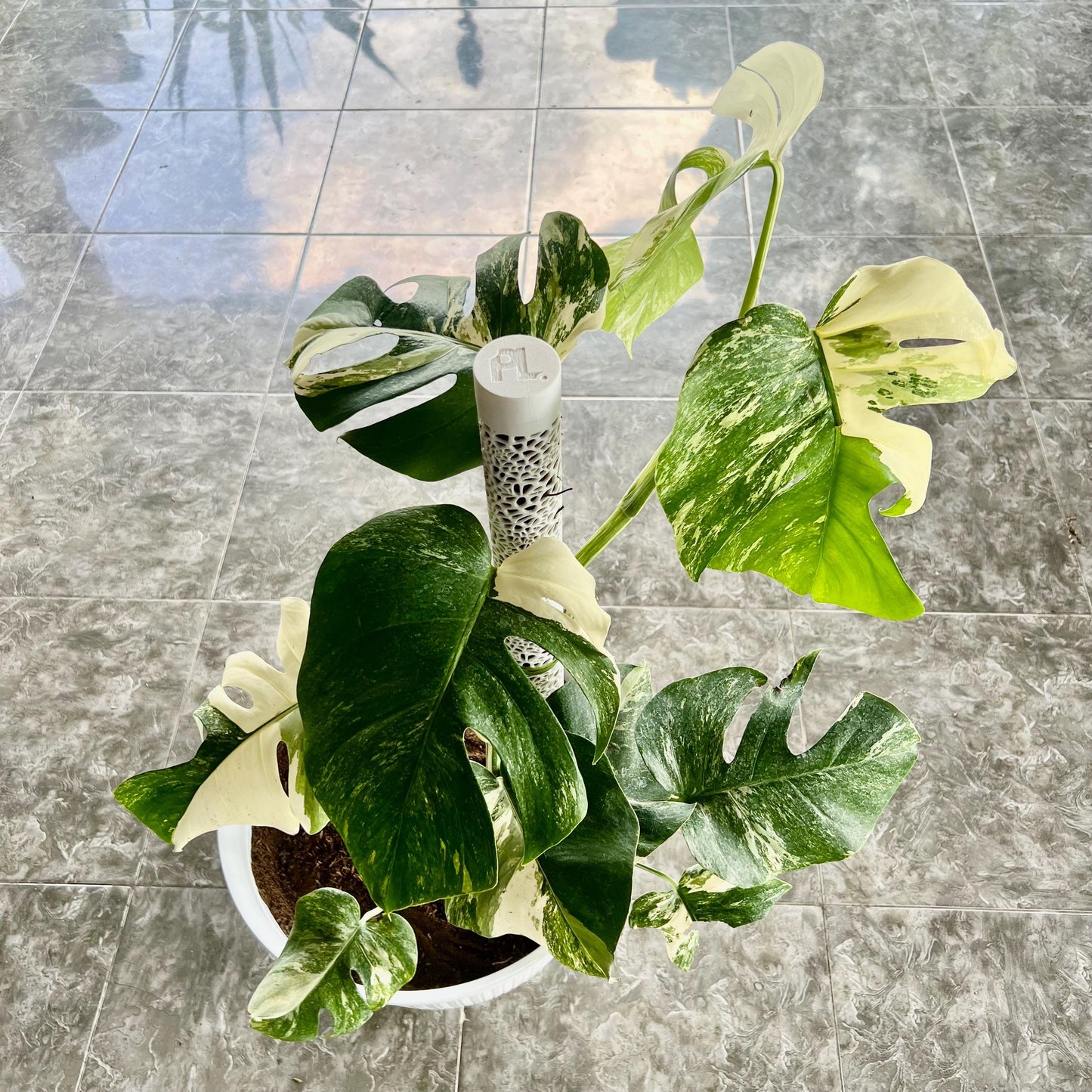 Indoor houseplant trained on a Voronoi moss pole, demonstrating vertical growth support for trailing plants