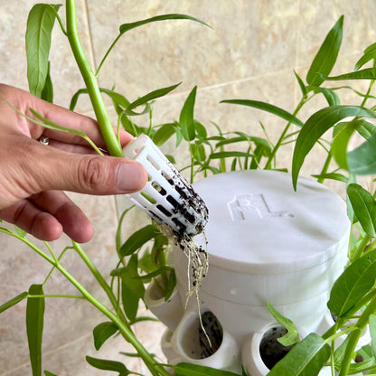 Kangkung water spinach growing in a modular vertical hydroponic tower, with net cup removed to show healthy root development