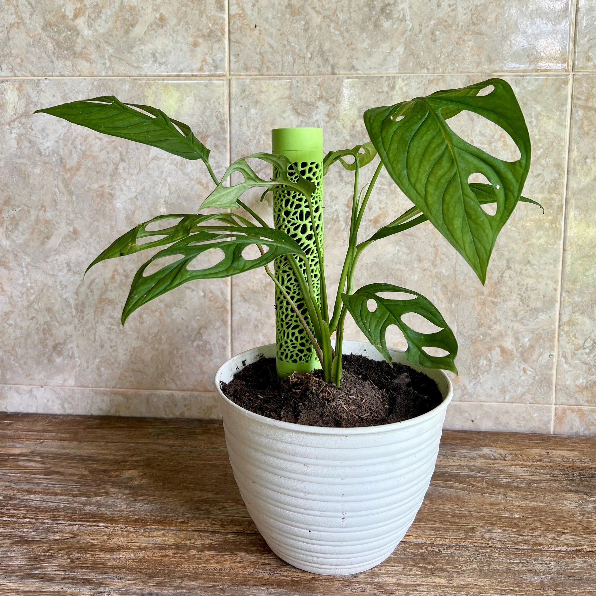 Climbing houseplant with fenestrated leaves supported by a Voronoi moss pole for natural upright growth
