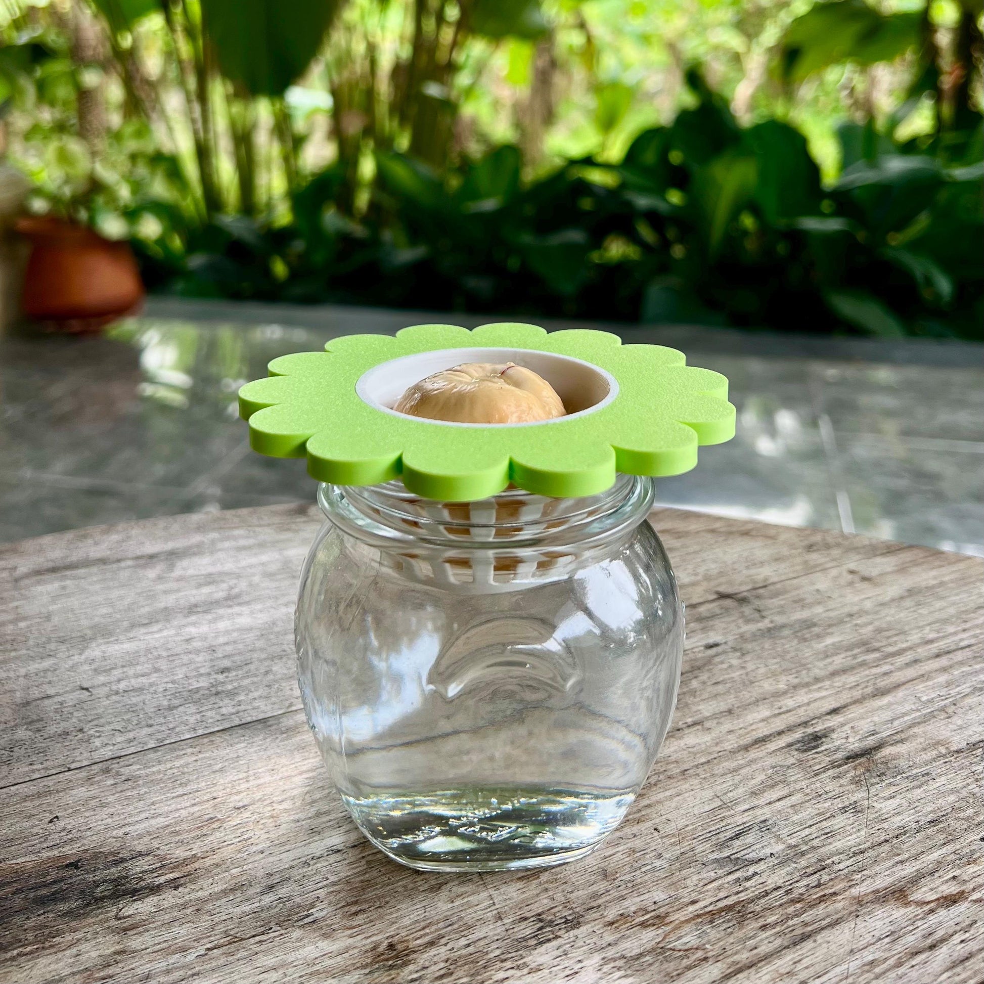 Avocado seed supported in a mason jar sprouter lid insert, suspended over water for regrowing at home