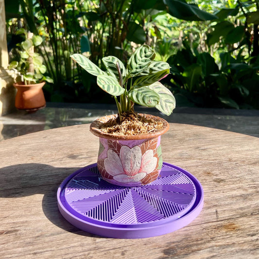 Plant pot placed on a star pattern drip tray, designed to catch excess water and protect indoor surfaces