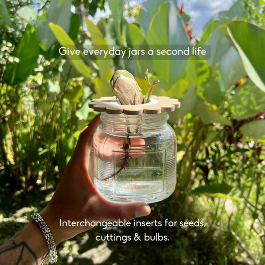 Mason Jar Sprouter Lid | Complete Regrow Kit