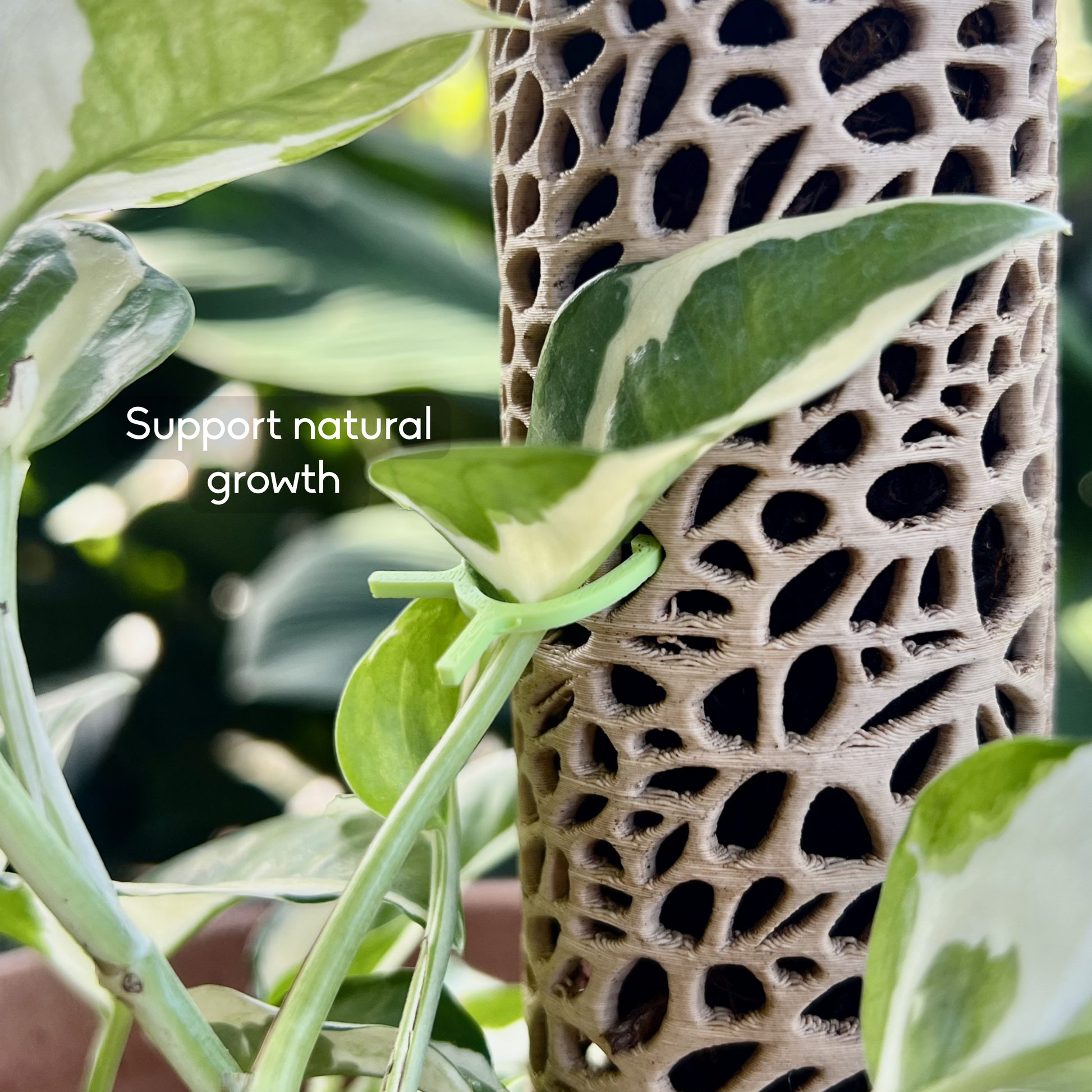 Voronoi moss pole with climbing plant and plant clip holding plant.