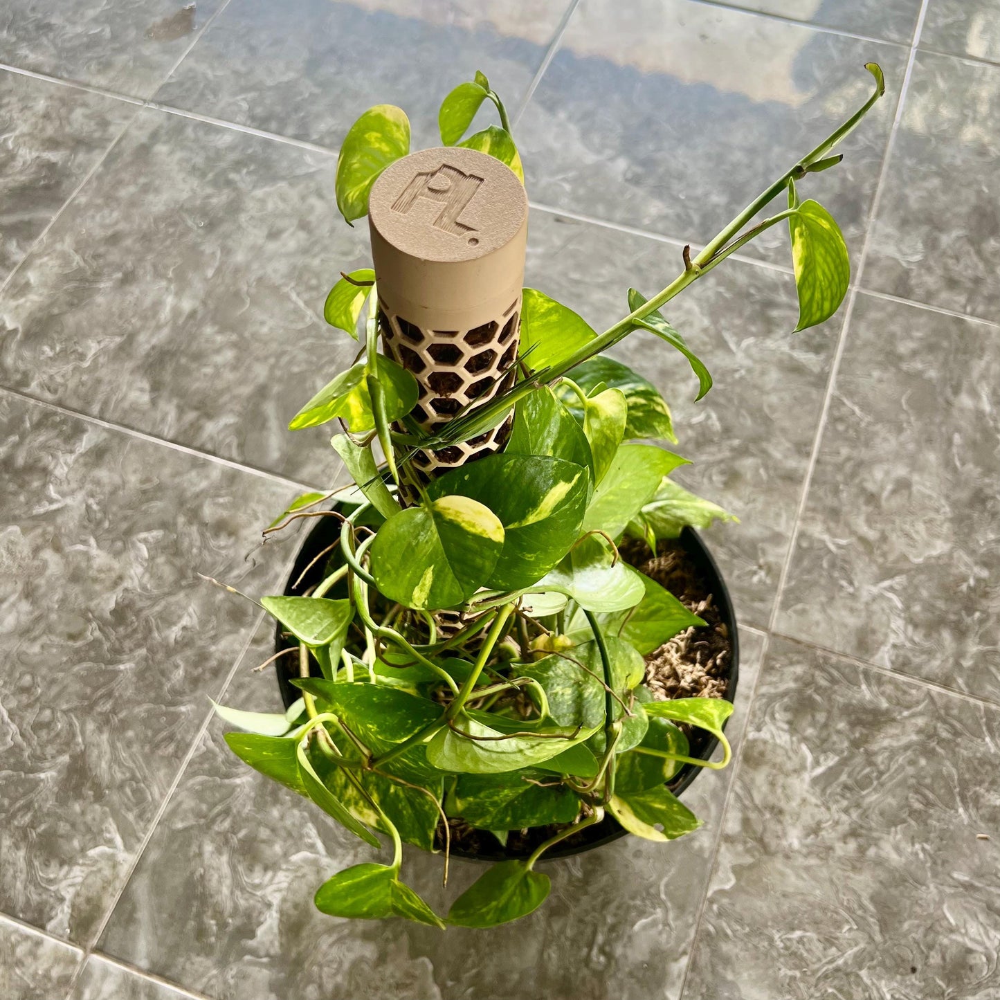 Top angled view of a climbing plant trained around a honeycomb moss pole, showing compact vertical growth support