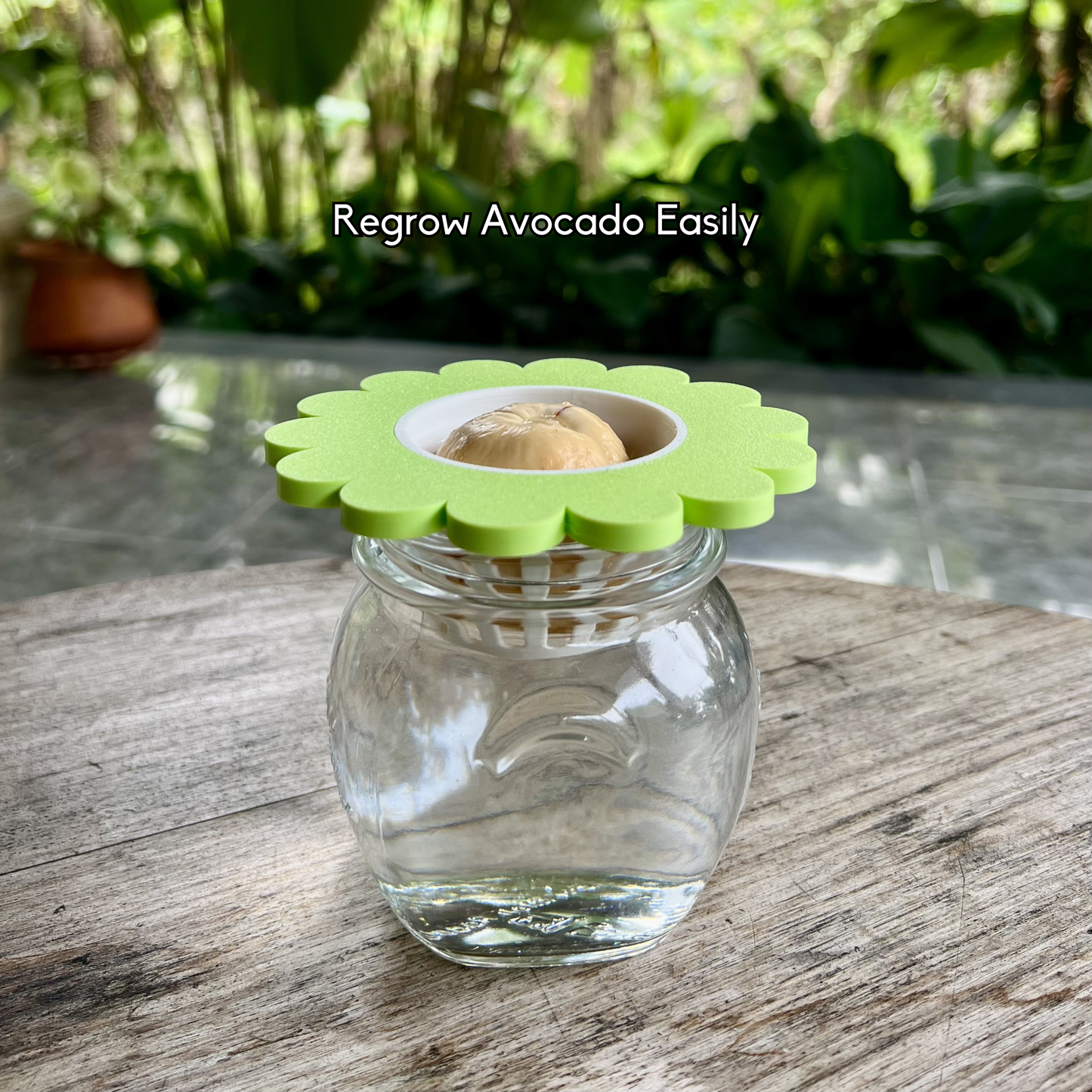 Avocado seed regrowing in a mason jar using the PureLayer sprouter system.