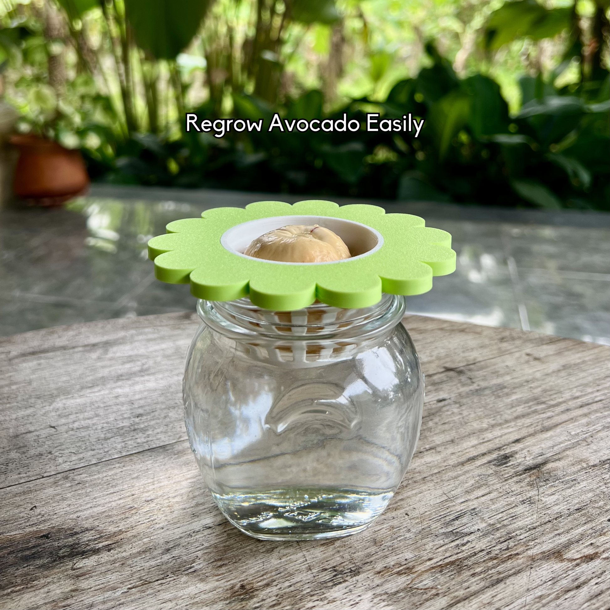 Avocado seed regrowing in a mason jar using the PureLayer sprouter system.