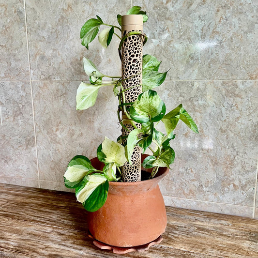 Voronoi style modular moss pole supporting a climbing houseplant in a terracotta pot, designed for aerial root growth and plant support