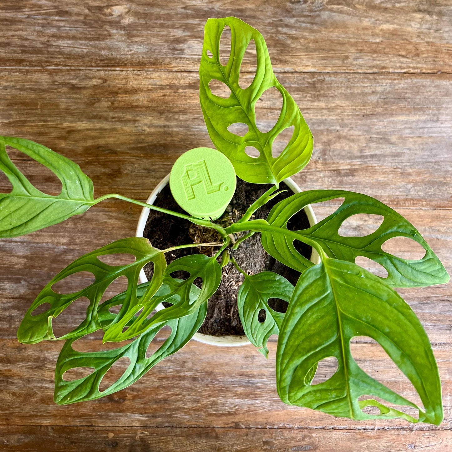 Top view of a climbing plant secured to a Voronoi moss pole, showing structured plant training
