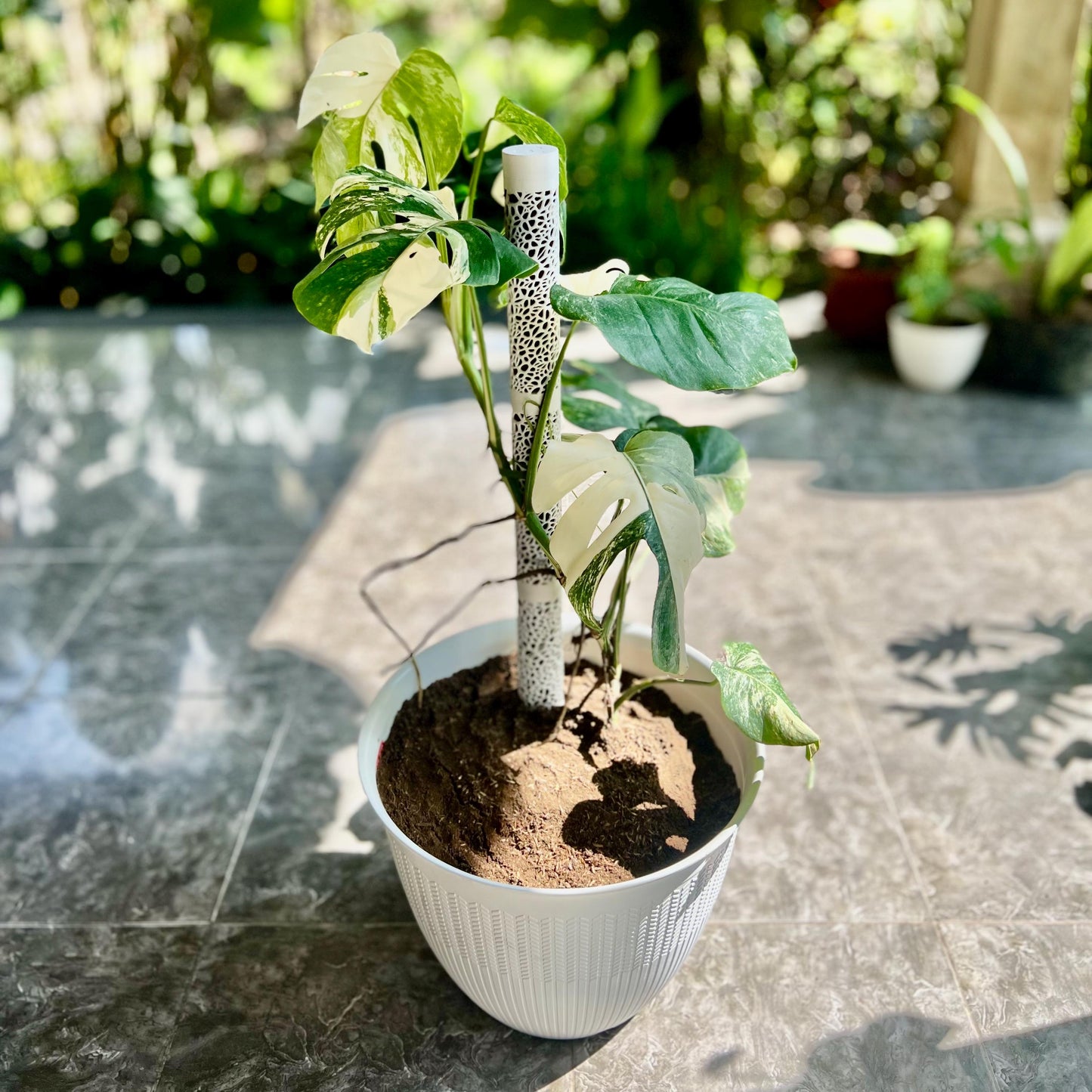 Young climbing houseplant supported by a compact Voronoi moss pole in a white plant pot