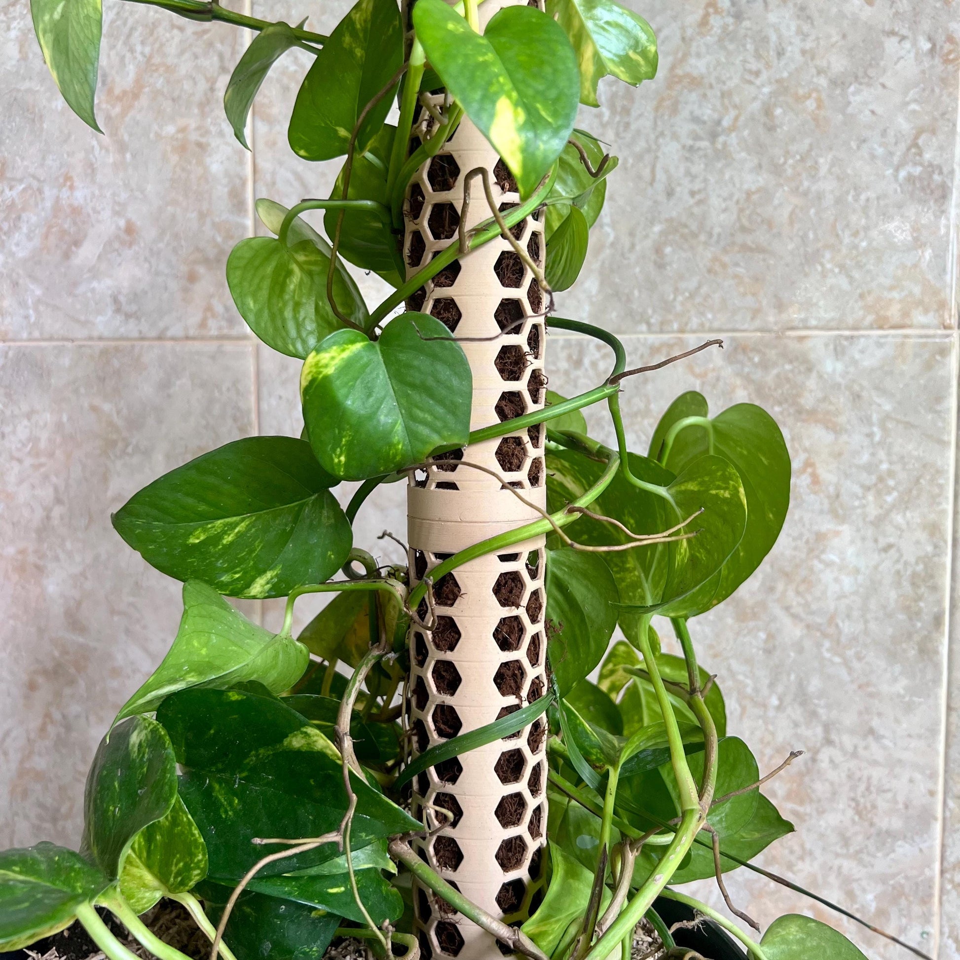 Rear view of a honeycomb moss pole showing the integrated support spine, designed to add structural support while matching the honeycomb pattern