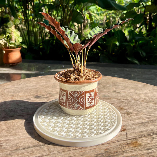 Plant pot placed on a gyroid drip tray, designed to catch excess water and protect surfaces during watering