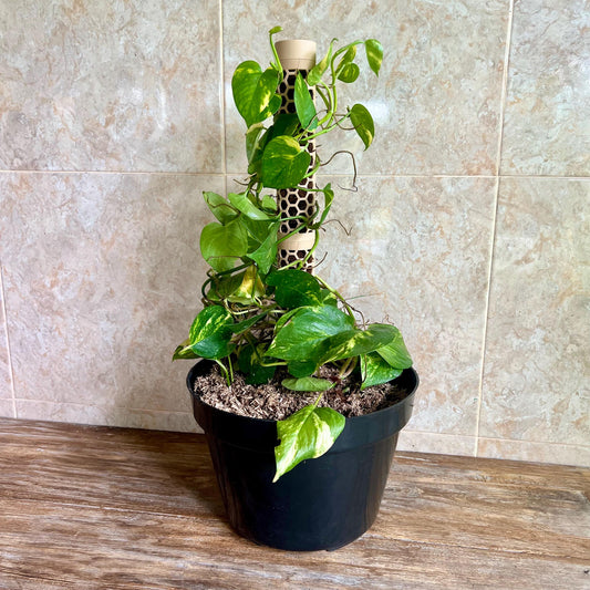 Climbing houseplant supported by a honeycomb moss pole in a plant pot, designed for upright growth and aerial root support