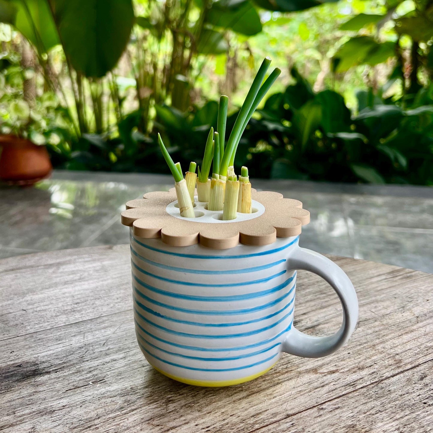 Mason jar regrow system showing spring onions growing through a modular sprouter lid insert