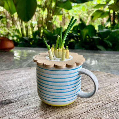Mason jar regrow system showing spring onions growing through a modular sprouter lid insert
