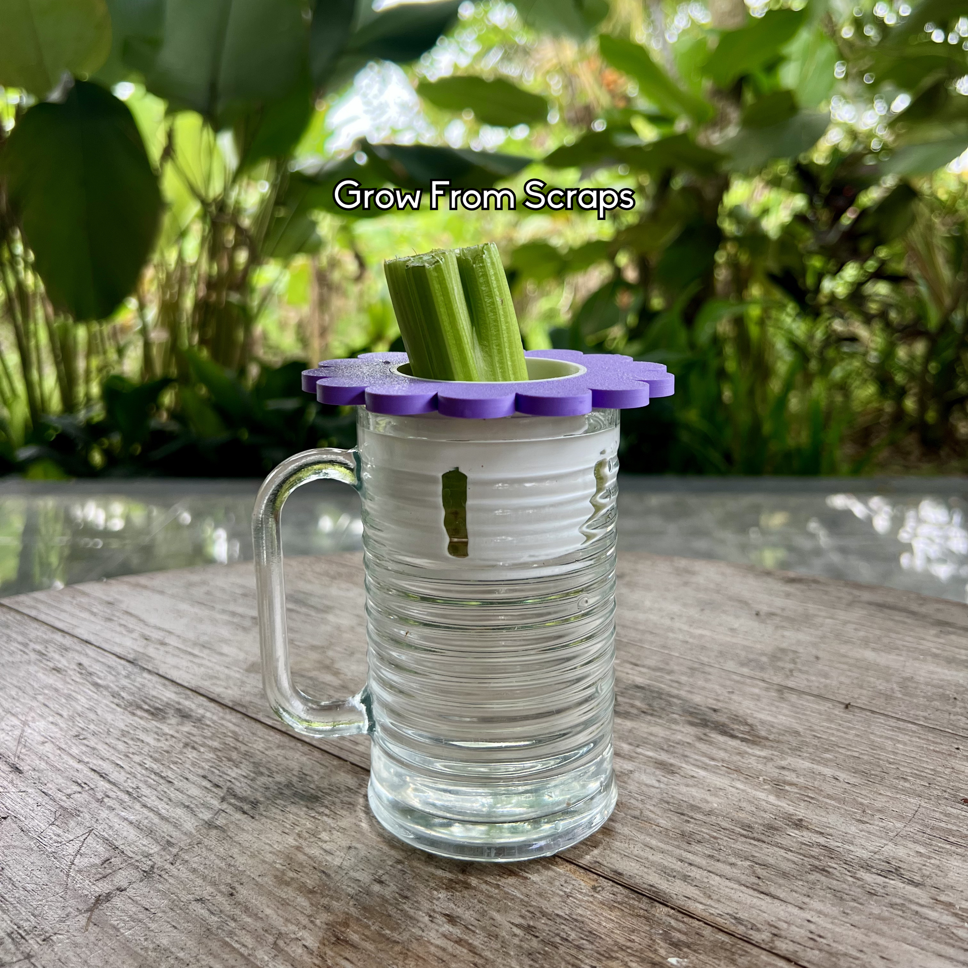 Celery growing from kitchen scraps using a reusable net insert that suspends the base above water for stable indoor regrowth.