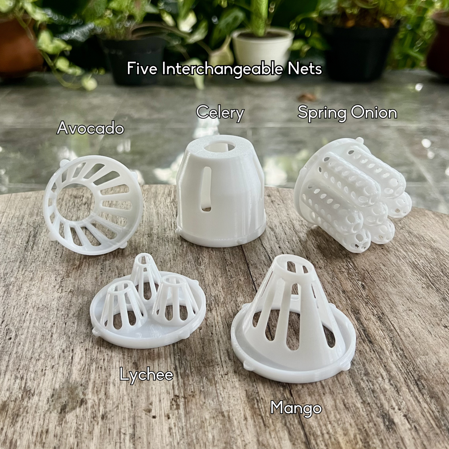 Five interchangeable mason jar seed net inserts for regrowing avocado, mango, lychee, celery and spring onion by PureLayer.