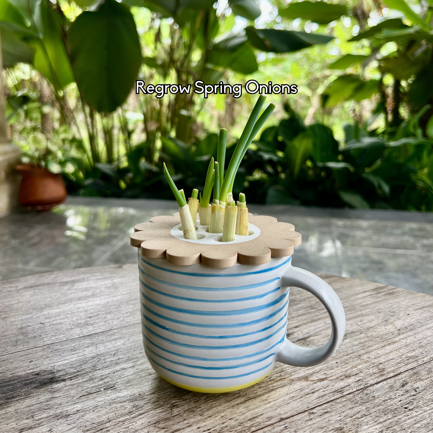 spring-onion-regrow-mason-jar-insert