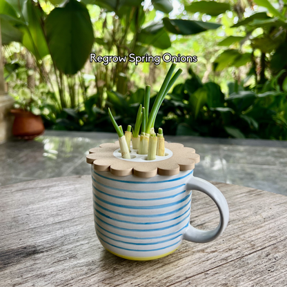 spring-onion-regrow-mason-jar-insert
