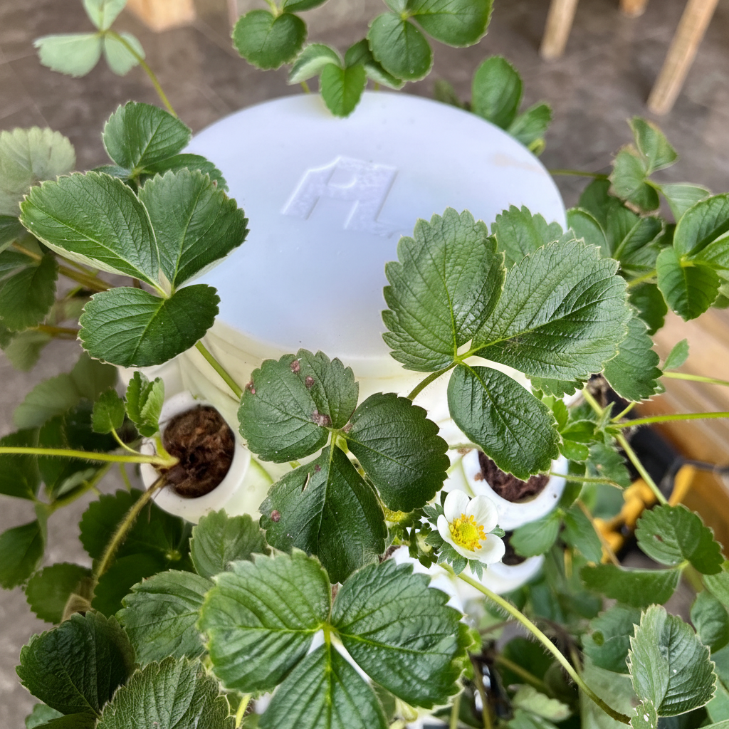 Strawberry plants growing in a modular vertical hydroponic tower with net cup supports, ideal for home grown fruit